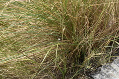 Wahlenbergia peruviana
