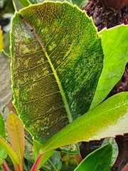 Laurophyllus capensis