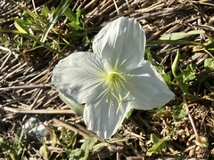 Oenothera centaurifolia