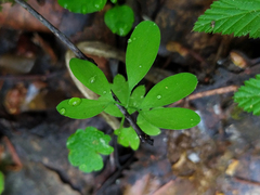 Adoxa moschatellina