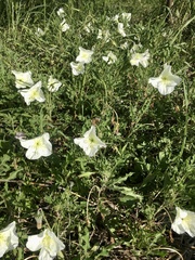 Oenothera centaurifolia