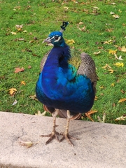 Pavo cristatus
