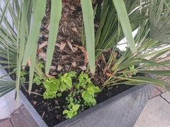 Urtica membranacea