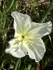 Oenothera centaurifolia