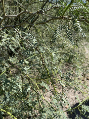Prosopis articulata