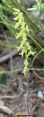 Holothrix exilis