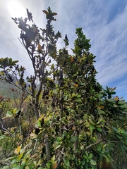 Laurophyllus capensis