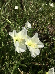 Oenothera centaurifolia