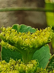 Laurophyllus capensis