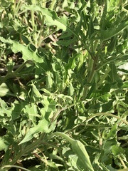 Oenothera centaurifolia