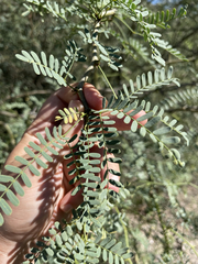 Prosopis articulata