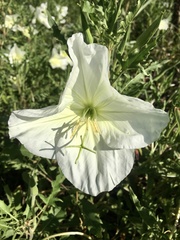 Oenothera centaurifolia