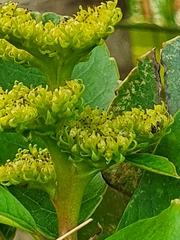 Laurophyllus capensis