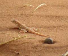 Meroles cuneirostris