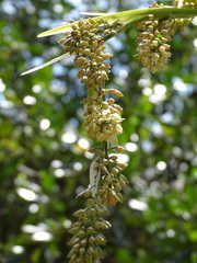 Epidendrum ruizianum