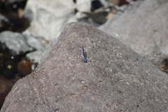 Argia anceps