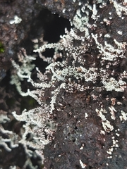 Stereocaulon vesuvianum