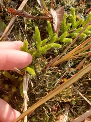 Lycopodium lagopus