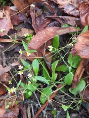 Galinsoga parviflora