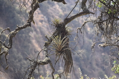 Tillandsia latifolia