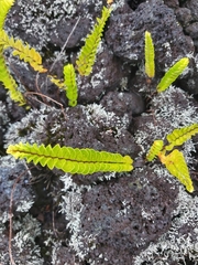 Nephrolepis cordifolia
