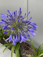 Agapanthus