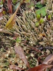 Cladonia scabriuscula