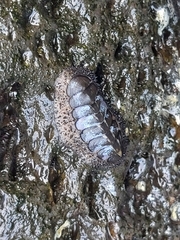Acanthopleura