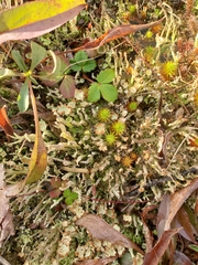 Cladonia scabriuscula