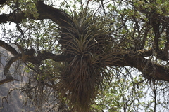Tillandsia latifolia