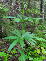 Lilium martagon pilosiusculum
