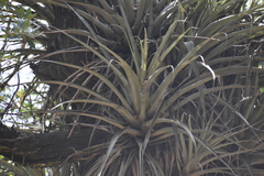 Tillandsia latifolia