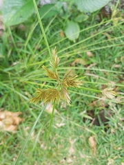 Cyperus polystachyos