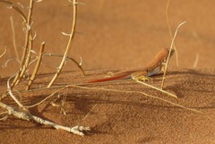 Meroles cuneirostris