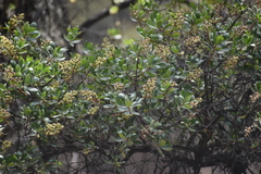 Escallonia resinosa