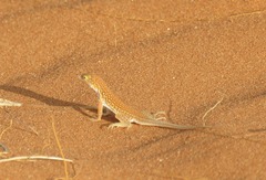Meroles cuneirostris