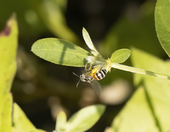 Halictus latisignatus