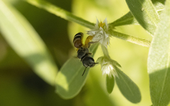 Halictus latisignatus
