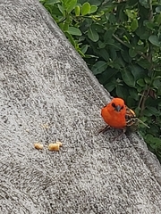 Foudia madagascariensis