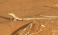 Meroles cuneirostris