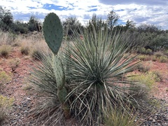 Yucca angustissima