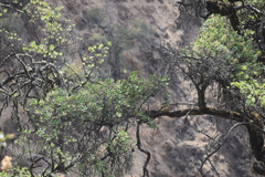 Escallonia resinosa