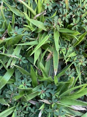 Dichanthelium strigosum