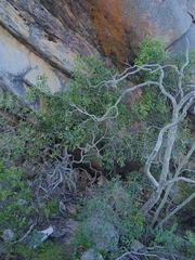 Maytenus acuminata