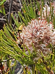 Serruria ascendens