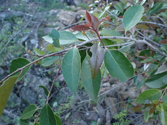 Maytenus acuminata
