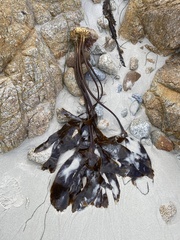 Laminaria setchellii