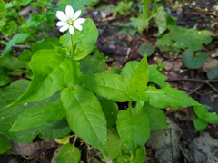 Stellaria bungeana