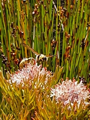 Serruria ascendens