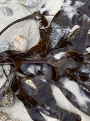Laminaria setchellii